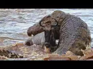 Video: TOP 10 LARGEST CROCODILES IN THE WORLD || When Biggest Crocodiles AAttack